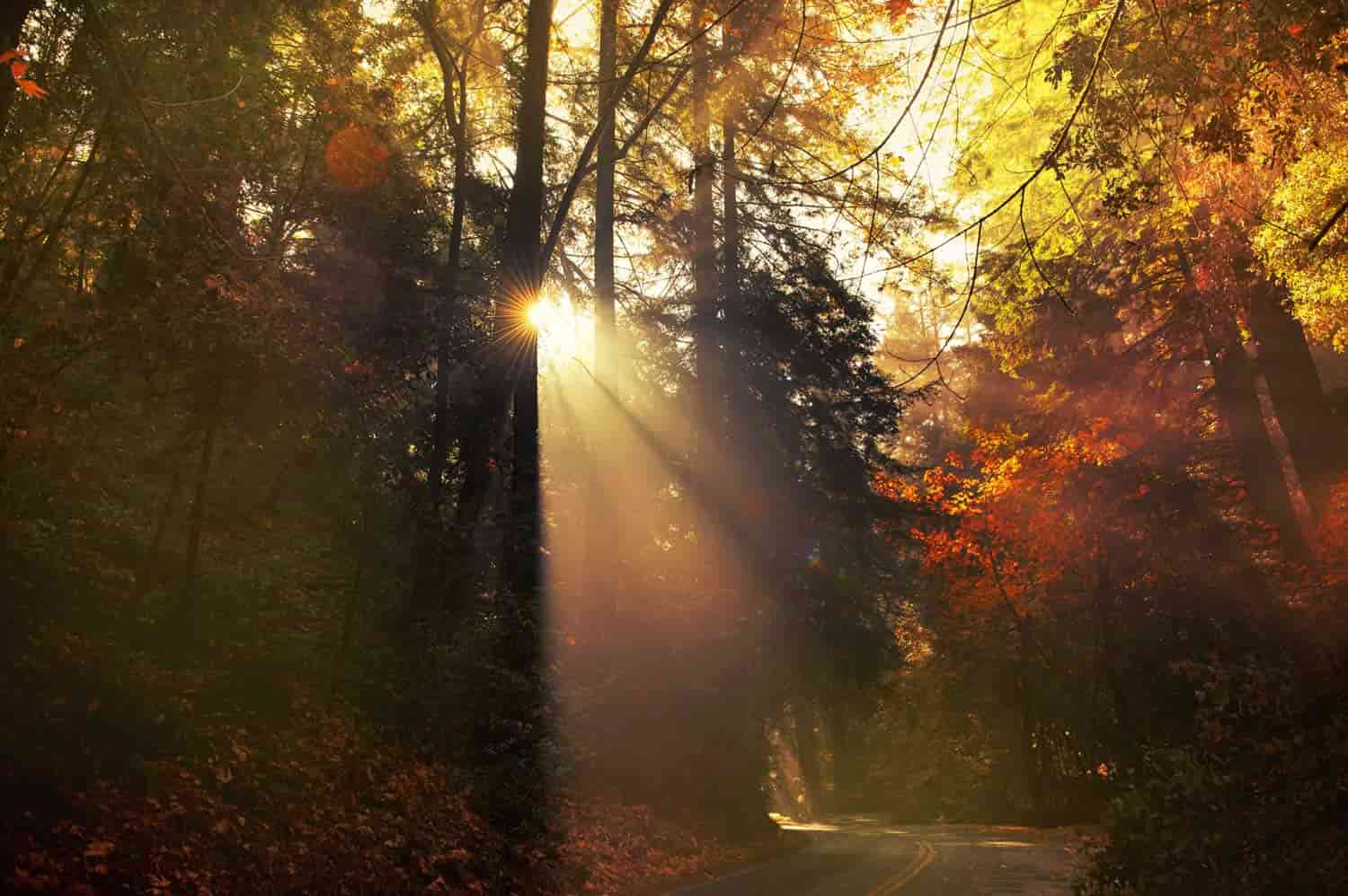 trees sunburst